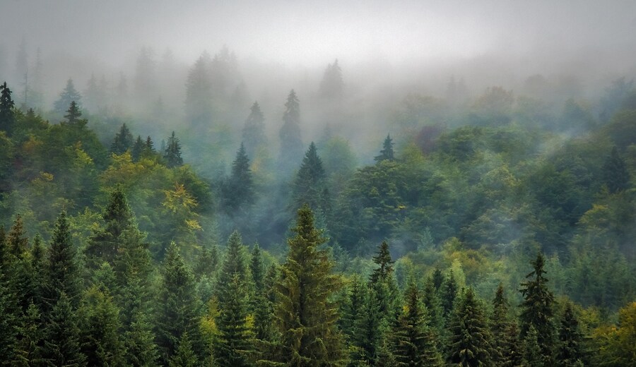 Giornata Internazionale delle Foreste