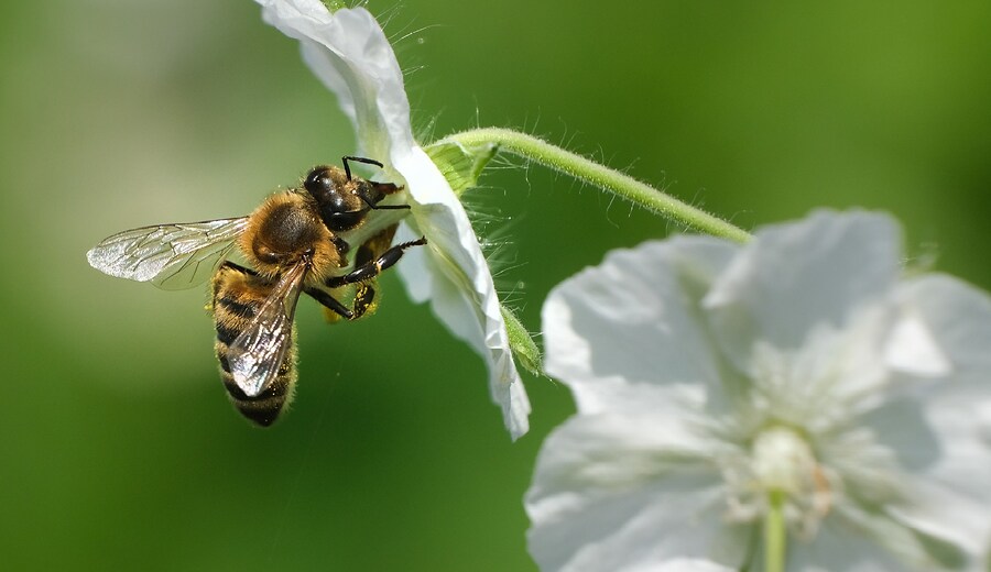 Un'ora sola. Api, operaie della biodiversità