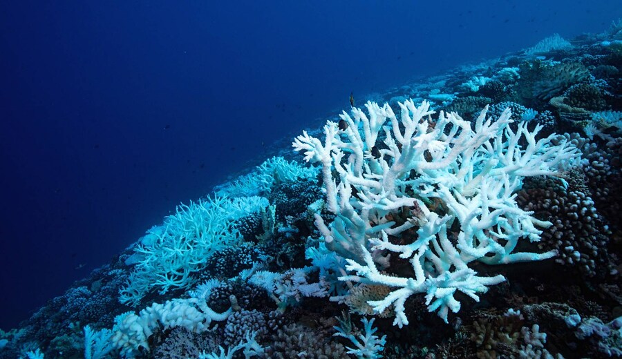 Antropocene: il crollo della biodiversità. Stiamo assistendo alla sesta estinzione di massa nella storia della vita sulla Terra?