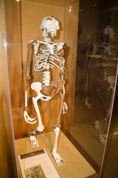 Lo scheletro di Lucy